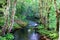 Salgadelos rill and forest in the province of Lugo in Spain.