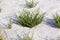 SALICORNE salicornia
