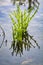 Salicornia edible plants grow in salt marshes, beaches, and mangroves, calles also glasswort, pickleweed, picklegrass, marsh