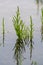 Salicornia edible plants grow in salt marshes, beaches, and mangroves, calles also glasswort, pickleweed, picklegrass, marsh