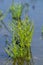 Salicornia edible plants grow in salt marshes, beaches, and mangroves, calles also glasswort, pickleweed, picklegrass, marsh