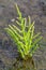 Salicornia edible plants grow in salt marshes, beaches, and mangroves, calles also glasswort, pickleweed, picklegrass, marsh
