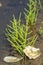 Salicornia edible plants grow in salt marshes, beaches, and mangroves, calles also glasswort, pickleweed, picklegrass, marsh