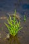 Salicornia edible plants grow in salt marshes, beaches, and mangroves, calles also glasswort, pickleweed, picklegrass, marsh