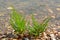 Salicornia edible plants grow in salt marshes, beaches, and mangroves, calles also glasswort, pickleweed, picklegrass, marsh