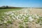 Salicornia europaea in dry salt marsh on Ile de Ré, Charente-Maritime, France
