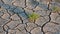 Salicornia europaea. Salt tolerant plants on cracked earth at the bottom of a dried salty estuary lake. Tuzlovsky estuaries, Black