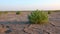 Salicornia europaea. Salt tolerant plants on cracked earth at the bottom of a dried salty estuary lake. Tuzlovsky estuaries, Black