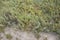 Salicornia fruticosa plants
