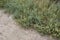 Salicornia fruticosa plants