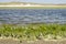 Salicornia on the island of Texel