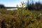 Salicornia plant growing on salt marshes, Arcachon Bay at low tide with many fisherman\\\'s boats and oysters farms, Cap