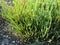 Salicornia plants in Adriatic Sea