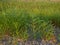 Salicornia plants at the seashore