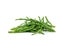 Salicornia, sea beans, marine cornice appetizer. This delicious appetizer on white.