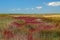 Saline marsh soil with halophytes.