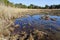 Saline salt marsh on Brijuni National Park