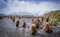Salisbury Plains is home to thousands of young and adult king penguins