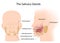 Salivary glands