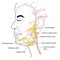 Salivary glands and blood supply