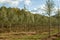 Salix Alba Siempde, view in part of a tree nursery