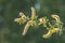 Salix alba, white willow tree in Springtime, pollen and catkins closeup