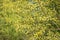 Salix alba, white willow tree in Springtime, pollen and catkins closeup