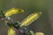 Salix alba, white willow tree in Springtime, pollen and catkins closeup