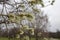 Salix atrocinerrea Brot. Spring willow tree swells. Beautiful fluffy tree flowers against the backdrop of the landscape.