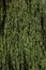 Salix babylonica fresh foliage