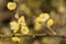 Salix caprea - closeup of yellow blossoms on branches of a willow