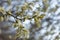 Salix caprea, goat willow, pussy willow, great sallow, flowering Salix caprea, flowers, willow catkins, Palm Sunday, furry willow-