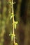 Salix chrysocoma Weeping golden willow young leaves and branches