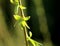 Salix chrysocoma Weeping golden willow young leaves and branches