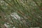 Salix eleagnos angustifolia branches