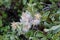 Salix lapponum, the downy willow in the arctic tundra