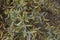 Salix purpurea nana branch close up
