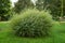 Salix purpurea \\\'Nana\\\' grows in September. Berlin, Germany