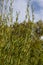 Salix purpurea purple willow or osier is a species of Salix native to most of Europe. Purple willow catkin, Salix purpurea