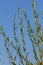 Salix purpurea purple willow or osier is a species of Salix native to most of Europe. Purple willow catkin, Salix purpurea