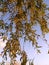 Salix tree and blue sky