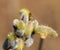 Salix, Willow, Bees, Anthophila. A bee collects nectar on a flowering willow tree