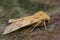 The sallow moth (Cirrhia icteritia)