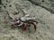 A sally light foot crab