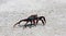 Sally light foot crab on Galapagos Islands