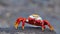Sally lightfood crab on a lava rock