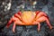 Sally lightfoot crab