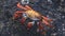 Sally Lightfoot Crab on Galapagos Islands aka Graspus Graspus aka Red Rock Grab