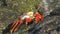 Sally Lightfoot Crab on Galapagos Islands or Graspus Graspus