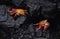 Sally Lightfoot Crab, grapsus grapsus, Adults standing on Rocks, Galapagos Islands